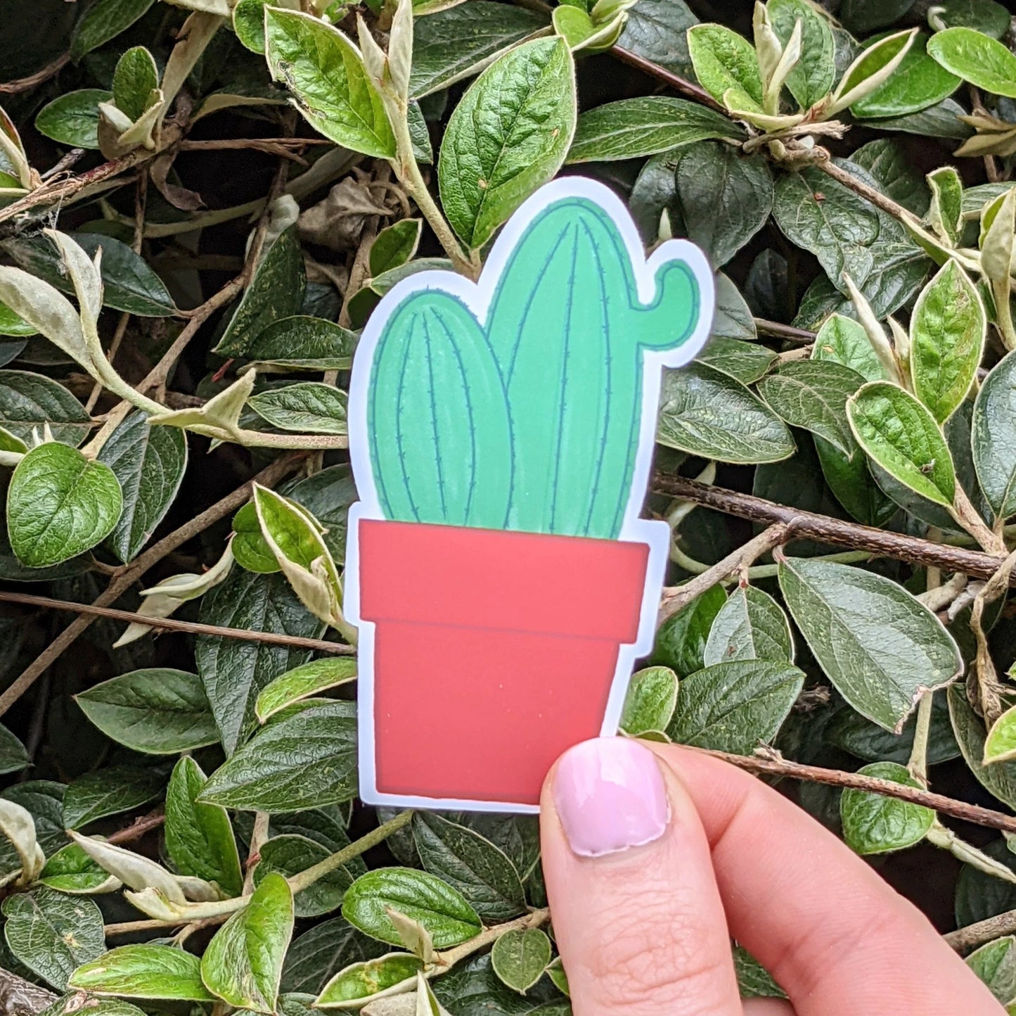 Cactus Sticker