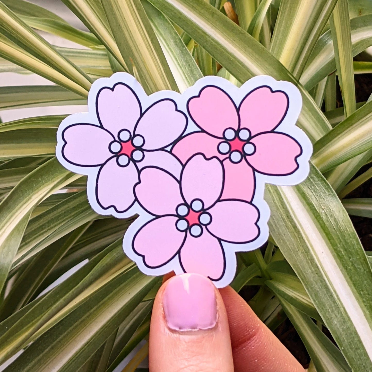 Cherry Blossom/ Sakura Sticker