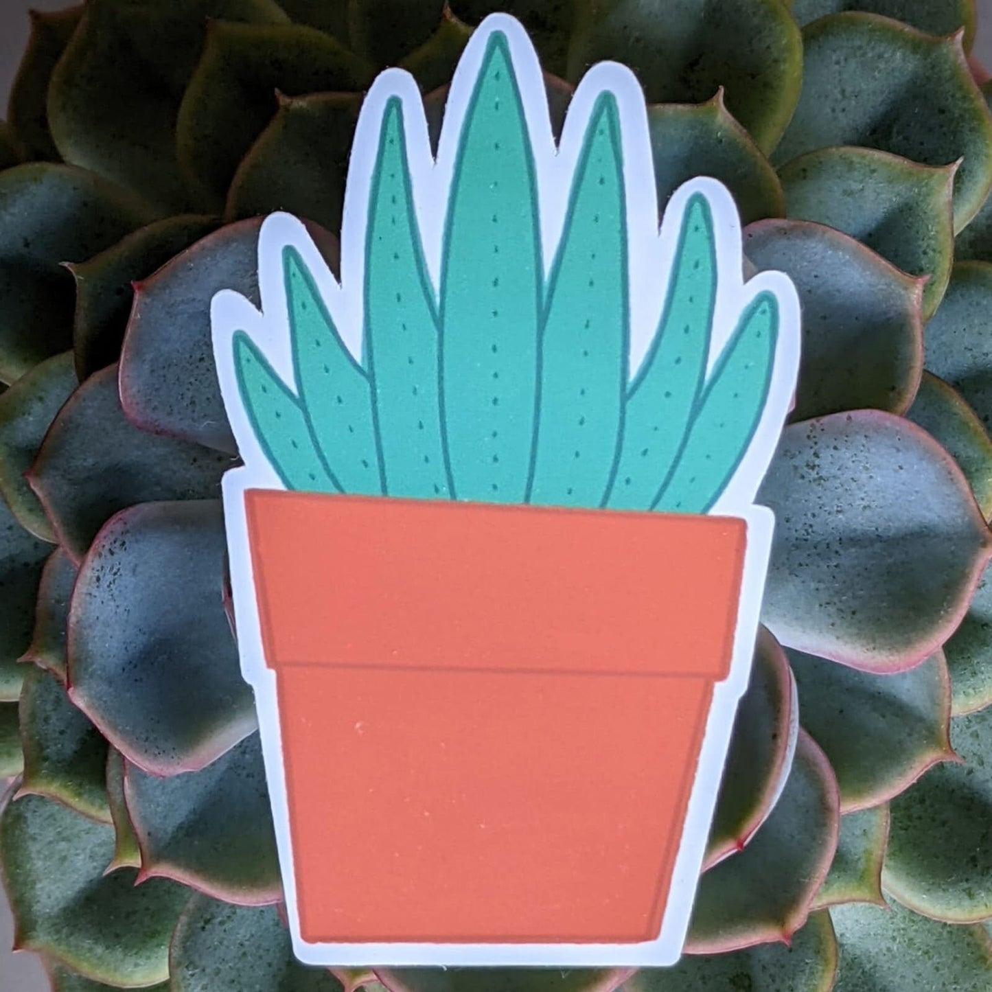 Aloe Vera Sticker